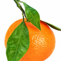 Naringi (Mandarin)