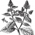 Paçuli