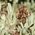 Labdanum 