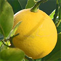 Limon